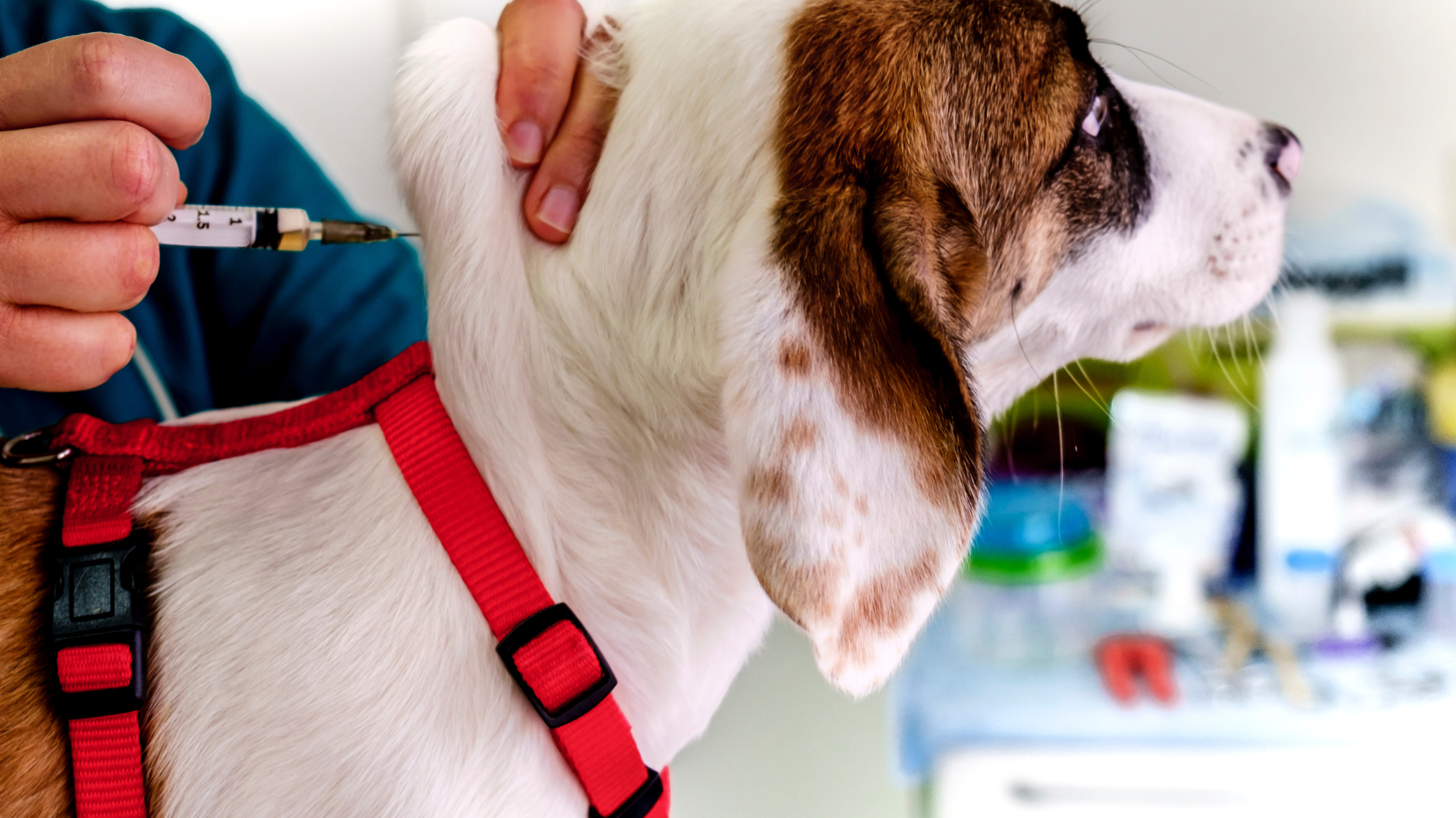 How to Treat Dog Leg Pain After Vaccination (Vet-Reviewed Home Care Guide)
