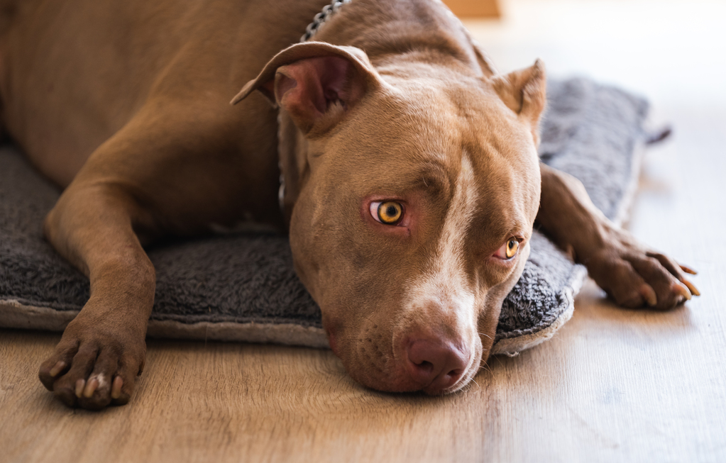 Understanding and Prevent Kidney Disease in Pets