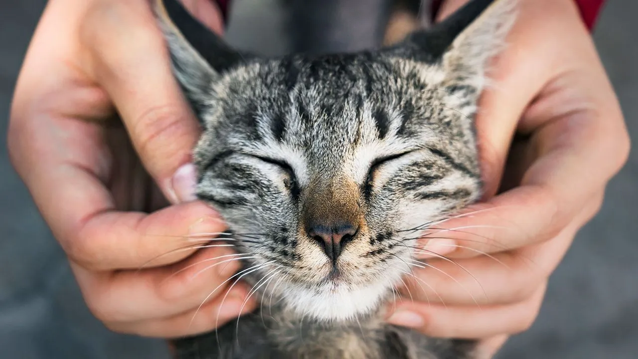 5 Ways to Prepare Your Pet for Their Stay at MomasPets
