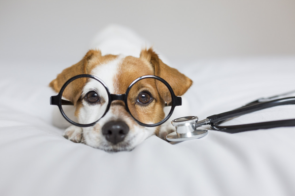 Common Questions Pet Owners Ask Veterinary Doctors