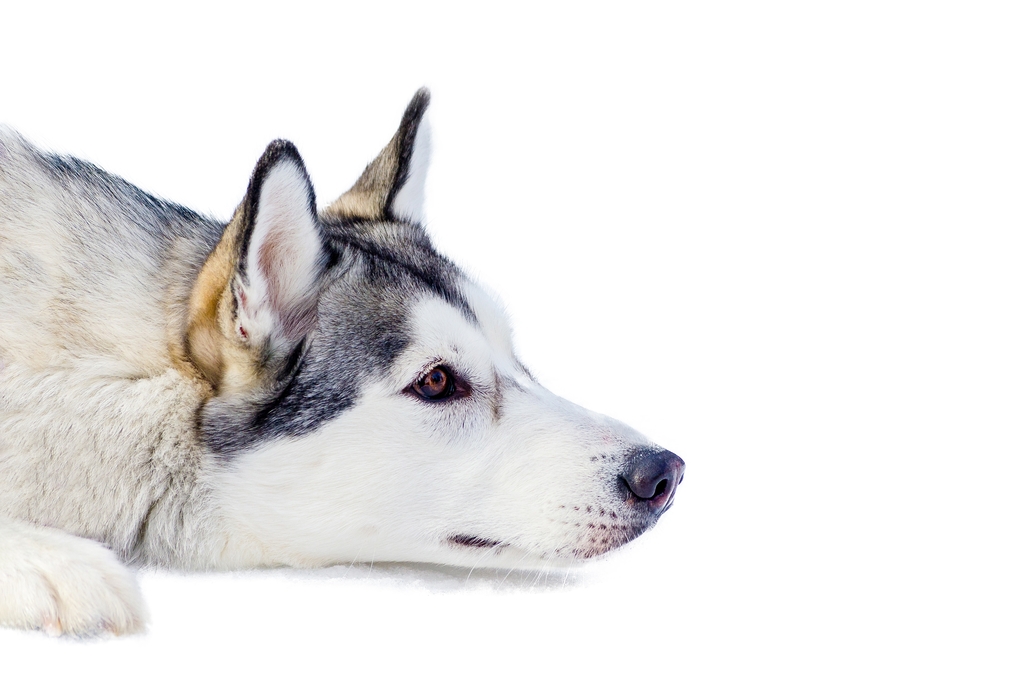 Understanding Ear and Eye Diseases in Dogs
