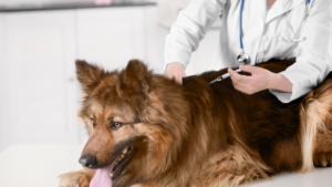 Dog Leg Pain After Vaccination