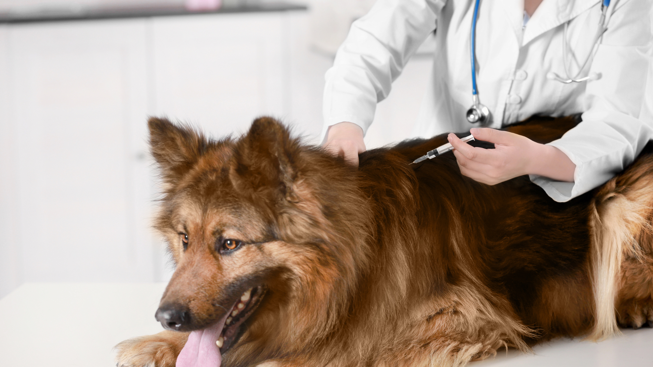 Side Effects of the Bordetella Vaccine in Dogs — and How to Help Them Recover Naturally
